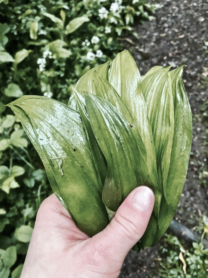 Hand holding wild garlic leaves.