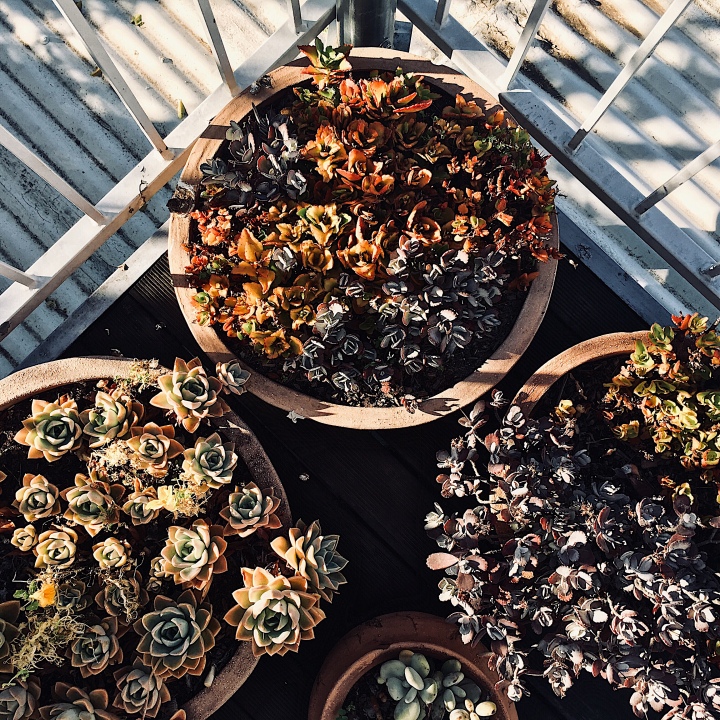 Succulents catching the morning light in Franschhoek, Western Cape, South Africa.