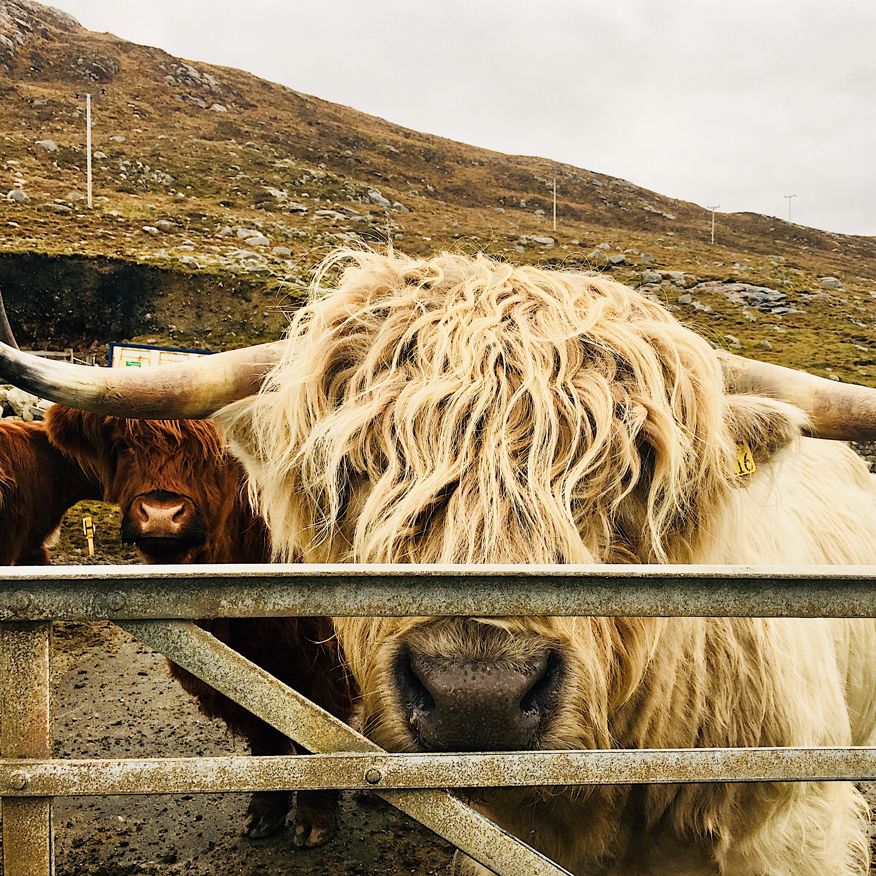 Highland Cattle at Huisinis Gateway, Isle of Harris, Scotland.