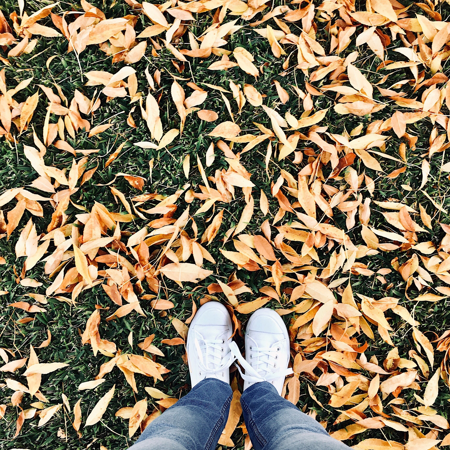 Hello autumn – Wattle and Ash