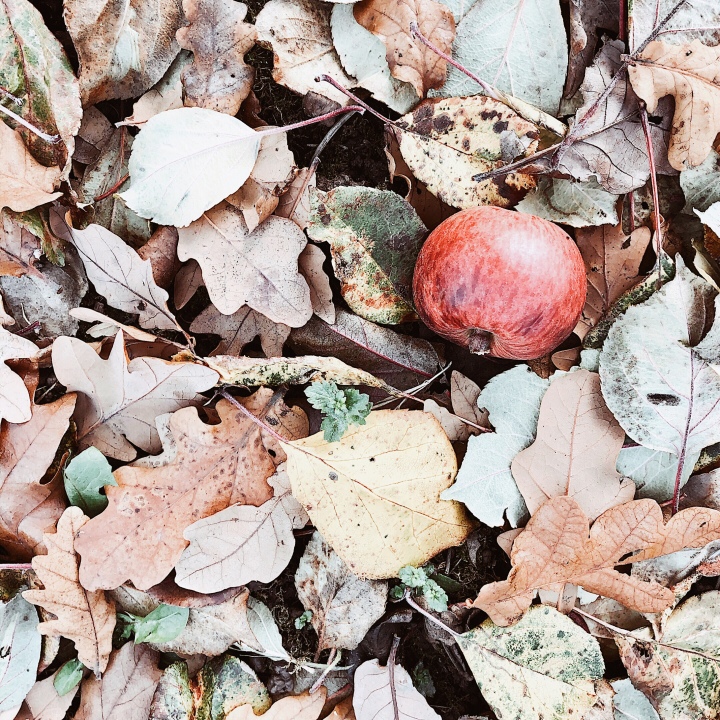 Small red apple sitting amongst autumnal leaves in Worcestershire, England.