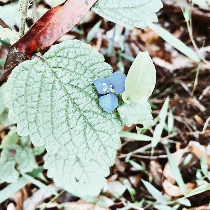 Tiny blue flower on D'Aguilar Range, Queensland, Australia.