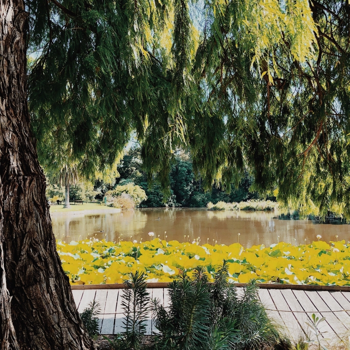 Royal Botanic Gardens, Melbourne, Victoria, Australia.