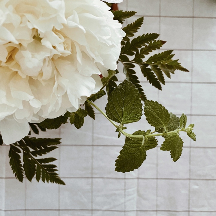 Fluffy white flower, ferns and mint sprigs atop a black and white grid tablecloth.